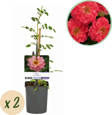 Productafbeelding van Klimroos - Rosa Salmon Queen - Bloem Licht roze - Weinig onderhoud - 2 planten - 30-40cm - Ø10cm - Tuinplant