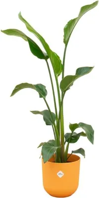 Produktbild von Baum – Strelitzie – Strelitzia nicolai inkl. Übertopf – ca. 100cm hoch Ø23cm – große Zimmerpflanze – Paradiesvogelblume
