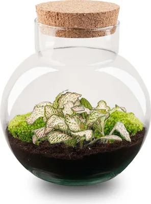 Produktbild von Flaschengarten DIY - Noah - Ökosystem mit Pflanzen im Glas - Ø 18,5 cm ↑ 19 cm