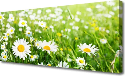 Produktbild von Tulup Leinwand-Bilder 125x50 Wandbild Canvas Kunstdruck Gänseblümchen Pflanzen