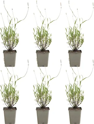 Produktbild von 6x Lavandula ang. Munstead P9 H20
