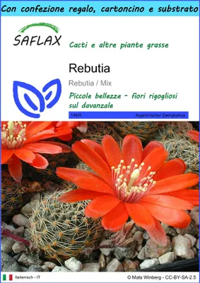 Immagine prodotto di SAFLAX Set regalo - Rebutia  - 40 semi - Rebutia