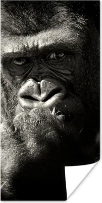 Produktbild von MuchoWow® Poster Tierprofil Gorilla in schwarz und weiß 20x40 cm - Plakat - Foto