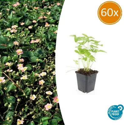 Zdjęcie produktu dla Roślina okrywowa - Poziomka pospolita - Fragaria vesca - Doniczka 9 cm - Zestaw 60 roślin