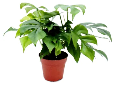 Produktbild von Monstera minima - Fensterblatt - 15cm Topf