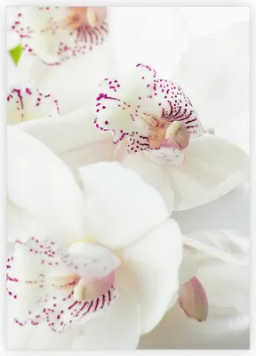 Produktbild von Zarte Orchideen Blumen Grußkarte zum Geburtstag, Jubiläum, Abschied, Dankeschön