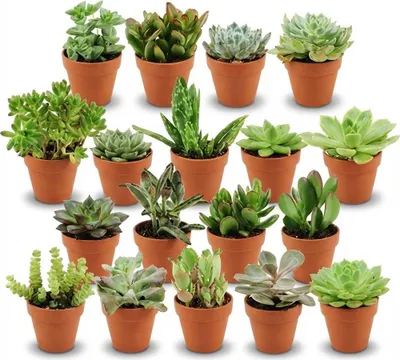 Obrázek produktu pro Mini mix sukulentů – 18 rostlin – terakotové květináče o průměru 8,1 cm – výška 5–10 cm – nenáročné pokojové rostliny