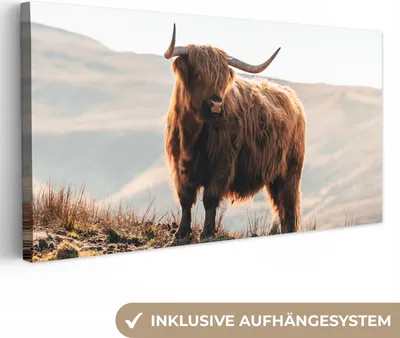 Obrázek produktu pro OneMillionCanvasses® - Plátno - Skotská vysočina - Zvířata - Venkov - Krajina - Kráva - Příroda, nástěnná malba, nástěnné dekorace obrazy obývací pokoj, 80x40cm