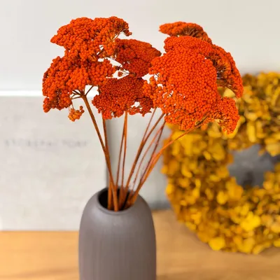Produktbild von Schafgarbe getrocknet Achillea 1 Bund (. 45 55cm) Getrocknete Trockenblumen