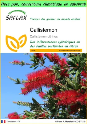 Image de SAFLAX Garden to go - Callistemon - 400 graines - Callistemon