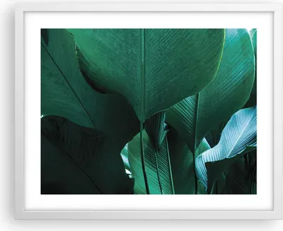 Produktbild von Gerahmtes Poster - Weißer Rahmen - Blätter Palmen Banane - 50x40 cm - Wand Bild - Wanddeko - Wandbilder - Kunstposter - Wandposter - Bilderrahmen - Bilder - Kunstdruck - P2WAA50x40-4694
