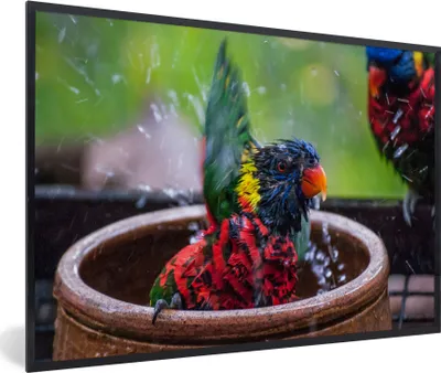 Produktbild von MuchoWow® MuchoWow® Gerahmtes Poster Vogelbad - Papagei - Wasser 60x40 cm - Poster mit zchwarzem Bilderrahmen - Printing - Wanddeko Schlafzimmer