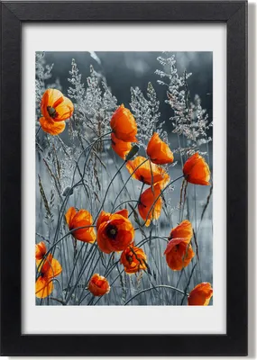 Produktbild von Bild 20x30 MDF-Rahmen, Wandkunst Feldmohnblumen