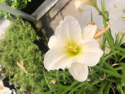 Image de 6 x Hemerocallis 'Gentle 'Shepherd' - Lis de jour - pot 9x9 cm