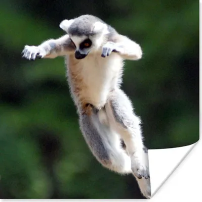 Produktbild von MuchoWow® Poster Affe - Ringschwanzlemur - Baum 100x100 cm - Babyzimmer