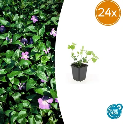 Produktbild von Vinca major | 24 Stück - 10-25cm - Ø9cm - Gartenpflanze