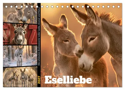 Produktbild von Eselliebe (Tischkalender 2027 DIN A5 quer), CALVENDO Monatskalender