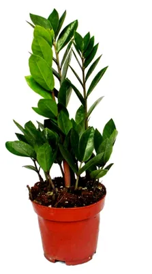 Produktbild von Zamioculcas zamiifolia - Zamio Palme - Zamio Farn 12cm Topf
