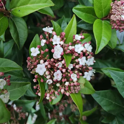 A close-up view of a flowering plant with green leaves and clusters of small white and pink flowers.