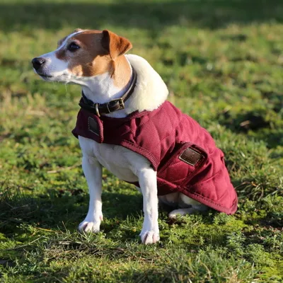 Produktbild von Kentucky Dogwear Hundemantel Original Hundejacke Bordeaux L