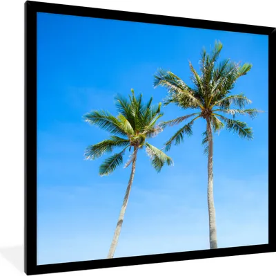 Produktbild von MuchoWow® Gerahmtes Poster Palme - Sommer - Tropisch 40x40 cm - Poster mit Schwarzem Bilderrahmen Wandposter Rahmen Foto Bilder - Mit Rahmen - Wanddekoration Schlafzimmer
