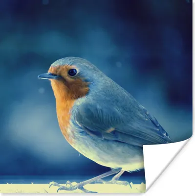 Produktbild von MuchoWow® Poster Rotkehlchen - Blau - Schnee 75x75 cm - Wand Dekoration