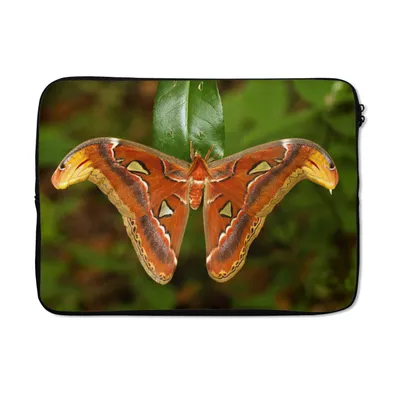 Produktbild von MuchoWow® Laptop Hülle 14 ZollSchmetterling auf Blatt Laptoptasche - Laptoptasche - Stoßsicher - Schutzhaube