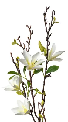 Produktbild von Clayre & Eef Kunstblume 84 cm Weiß Kunststoff