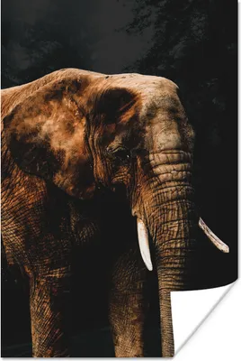 Produktbild von MuchoWow® Poster Elefant - Schwarz - Farbe 40x60 cm - Plakate für die Wand - Poster Babyzimmer