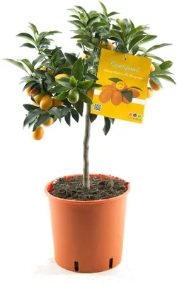 Produktbild von Kumquat Fortunella Margarita – Zitruspflanze 70-80 cm | Winterhart, Zitrusbaum, Citrus Pflanze für Garten & Balkon