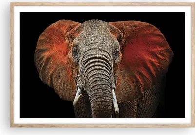 Produktbild von Gerahmtes Poster - Rahmen in heller Eiche - Elefant Rot Ohren - 91,5x61 cm - Wand Bild - Wanddeko - Wandbilder - Wandposter - Bilderrahmen - Bilder - Kunstdruck - Wandbild - P2NAA91x61-4237