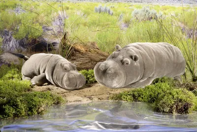 Produktbild von Kösen Nilpferd Flusspferd Hippo 35 cm liegend Kuscheltier