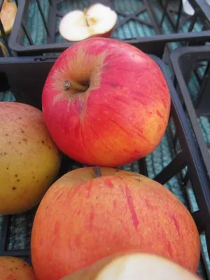 Produktbild von Winterapfel Pommerscher Krummstiel - Malus domestica - 140-150cm