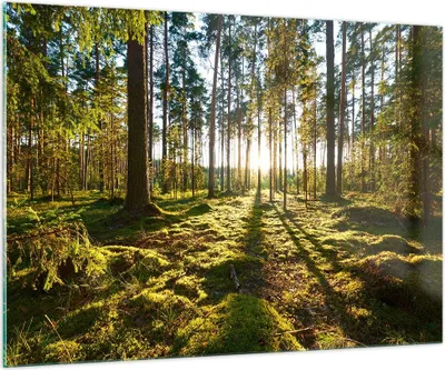 Produktbild von Bilder auf glas - Wald Baum Natur - 100x70cm - Glasbilder - Wandbilder - Kunstdruck - zum Aufhängen bereit - Wanddekoration aus Glas - Glas Bilder - Wandbild auf Glas - Einteilig - GAA100x70-3724