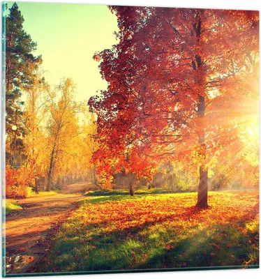 Produktbild von Bilder auf glas - Park Herbst Baum - 50x50cm - Glasbilder - Wandbilder - Kunstdruck - zum Aufhängen bereit - Wanddekoration aus Glas - Glas Bilder - Wandbild auf Glas - Einteilig - GAC50x50-3654