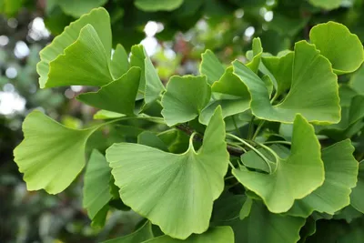 Produktbild von Ginkgo biloba Fächerbaum - 10 Samen