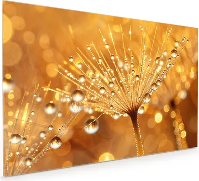 Produktbild von Küchenrückwand Spritzschutz Glas mit Motiv Löwenzahn Tropfen 40 x 40 cm