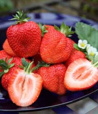 Produktbild von BALDUR Garten 3x Erdbeere 'Sweet Mary XXL®', Pflanzen im 7x7 cm-Topf, Fragaria, XXL Früchte und großes Aroma, Riesenerdbeeren, winterhart, Fragaria x ananassa, Früchte essbar