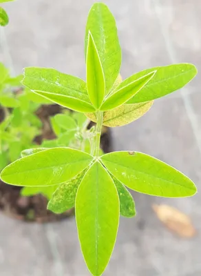 Image de Anagyris foetida / Anagyre fétide