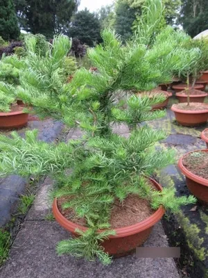 Produktbild von Larix kaempferi Diana - Japanische Korkenzieher Lärche - 60-80