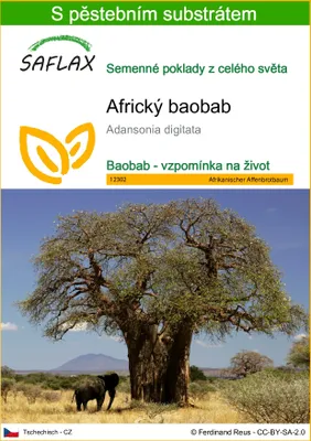Obrázek produktu pro SAFLAX - Africký baobab - Adansonia digitata - 6 Semena - S pěstebním substrátem bez klíčků
