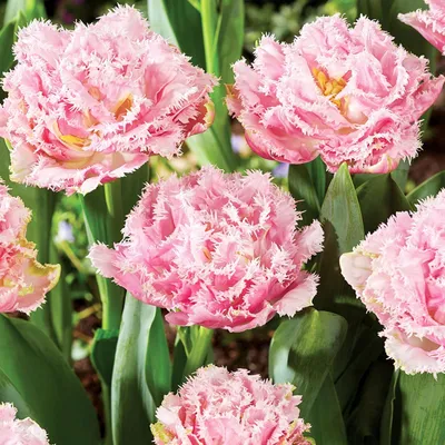 Immagine prodotto di Tulipani Bulbi Fiori Tulipani sfrangiati Perth 5 pz.