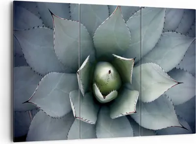Produktbild von Bild auf Leinwand - Leinwandbild - 3 Teile - Blau Blätter Agave - 165x110cm - Wand Bild - Wanddeko - Wandbilder - Leinwanddruck - Bilder - Wanddekoration - Leinwand bilder - Wandbild - CE165x110-5133