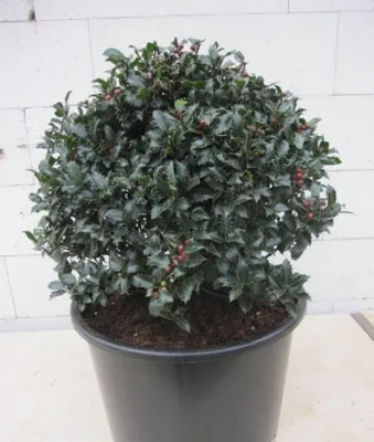 Produktbild von Ilex meserveae Winterjuwel Kugel - Stechpalme - 45
