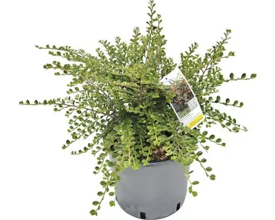Obrázek produktu pro Skalník Dammerův Cotoneaster horizontalis výška 40-60 cm květináč 5 l