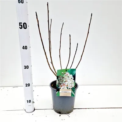 Zdjęcie produktu dla Aronia prunifolia ‘Viking’ – aronia | 30–40 cm w doniczce