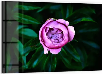 Produktbild von DEQORI Glasbild Echtglas 90x60 cm 'Rosa Blütenzauber' Wandbild Bild modern Deko
