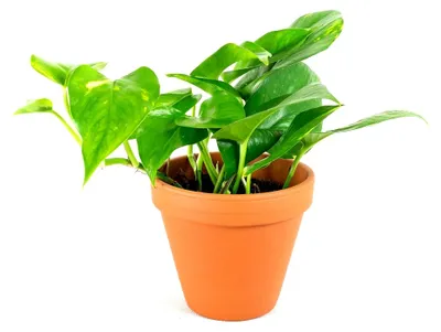 Obrázok produktu pre Gardners Epipremnum aureum, priemer 12 cm