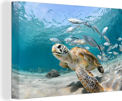 Obrázok produktu pre OneMillionCanvasses® - Maľba na plátne - Obraz na plátne Nástenná maľba na plátne - korytnačka - ryby - more - 150x100cm - Fotografia na plátne -