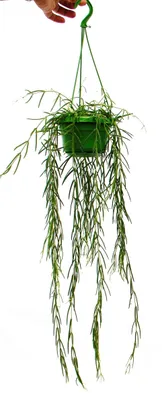 Obrázok produktu pre Závesná izbová rastlina - Hoya linearis - Waxflower 12cm závesný košík